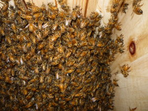 Bees in week 1