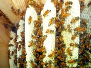 Bees in week 1