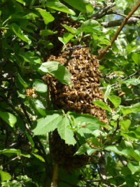 Top bar hive